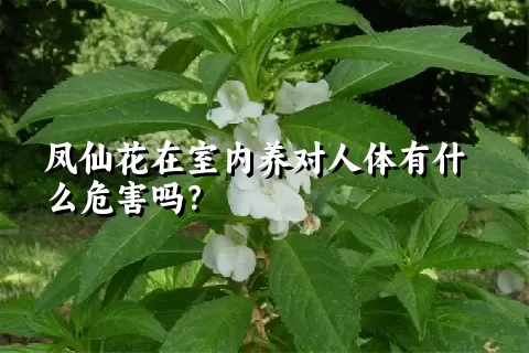 凤仙花在室内养对人体有什么危害吗？