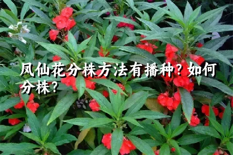 凤仙花分株方法有播种？如何分株？