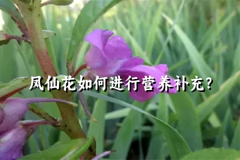 凤仙花如何进行营养补充？