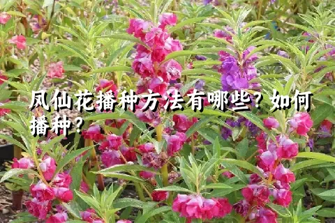 凤仙花播种方法有哪些？如何播种？