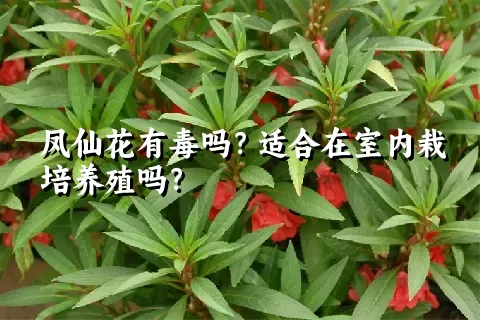 凤仙花有毒吗？适合在室内栽培养殖吗？