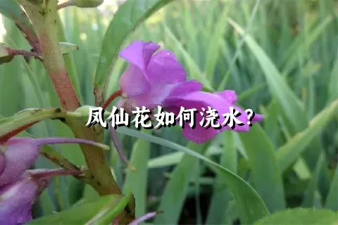 凤仙花如何浇水？