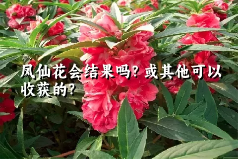 凤仙花会结果吗？或其他可以收获的？