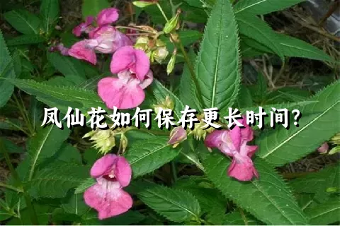 凤仙花如何保存更长时间？