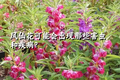 凤仙花可能会出现那些害虫和疾病？