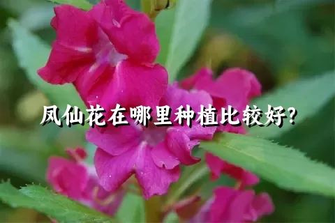 凤仙花在哪里种植比较好？