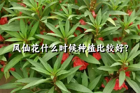 凤仙花什么时候种植比较好？