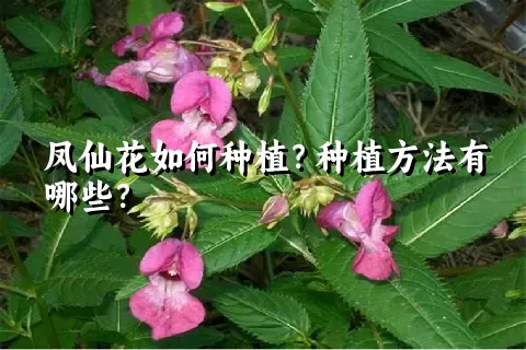 凤仙花如何种植？种植方法有哪些？