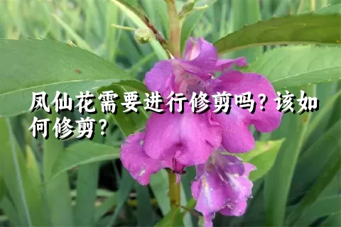 凤仙花需要进行修剪吗？该如何修剪？