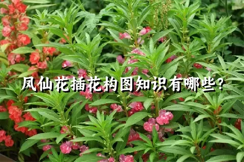 凤仙花插花构图知识有哪些？