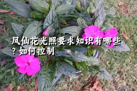 凤仙花光照要求知识有哪些？如何控制