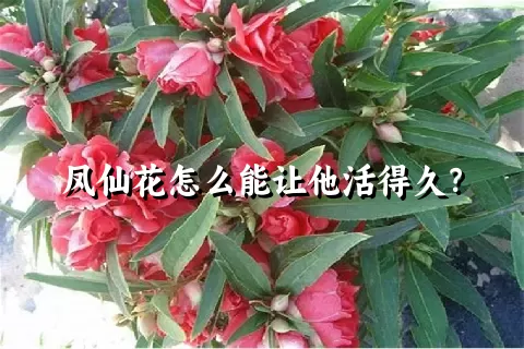 凤仙花怎么能让他活得久？