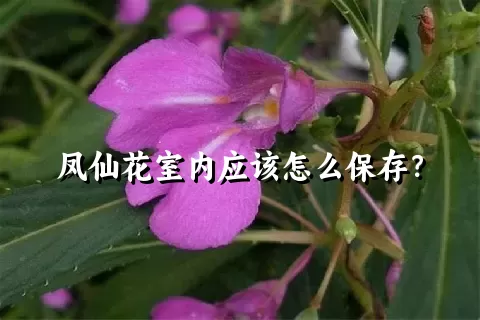 凤仙花室内应该怎么保存？