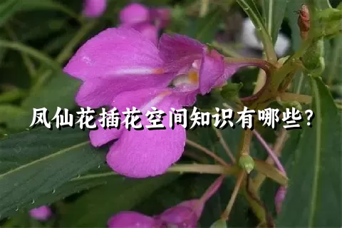 凤仙花插花空间知识有哪些？