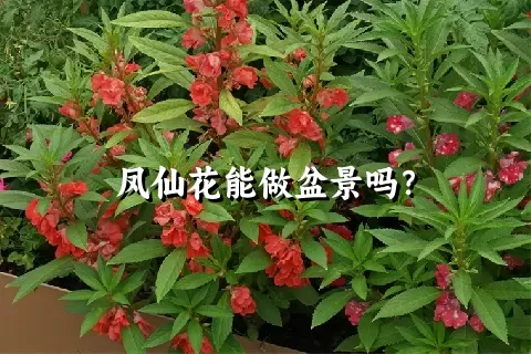 凤仙花能做盆景吗？