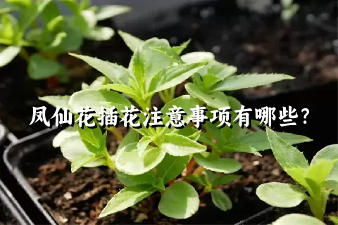 凤仙花插花注意事项有哪些？