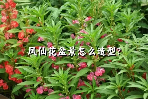 凤仙花盆景怎么造型？