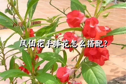 凤仙花手捧花怎么搭配？