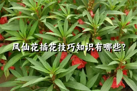 凤仙花插花技巧知识有哪些？