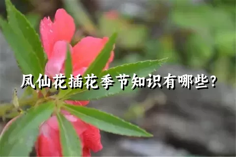 凤仙花插花季节知识有哪些？