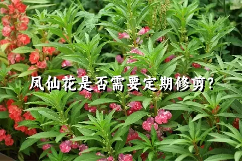 凤仙花是否需要定期修剪？