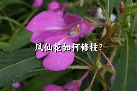 凤仙花如何修枝？