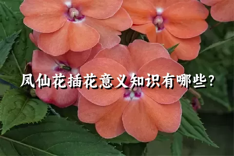 凤仙花插花意义知识有哪些？