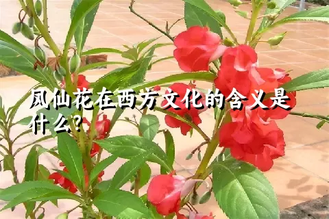 凤仙花在西方文化的含义是什么？