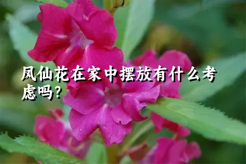 凤仙花在家中摆放有什么考虑吗？