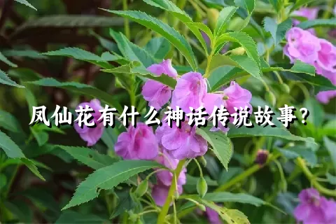 凤仙花有什么神话传说故事？