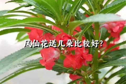 凤仙花送几朵比较好？