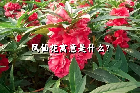 凤仙花寓意是什么？