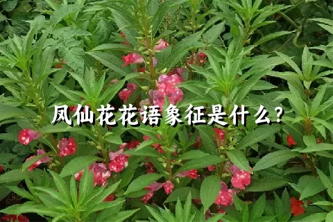 凤仙花花语象征是什么？