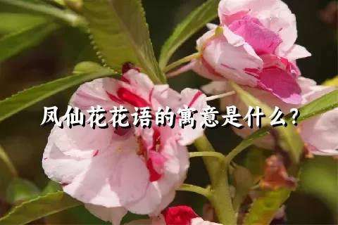 凤仙花花语的寓意是什么？