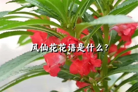 凤仙花花语是什么？