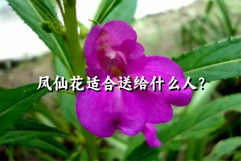 凤仙花适合送给什么人？