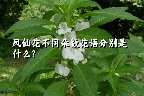 凤仙花不同朵数花语分别是什么？