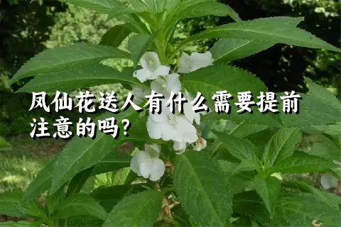 凤仙花送人有什么需要提前注意的吗？