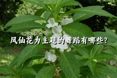 凤仙花为主题的舞蹈有哪些？