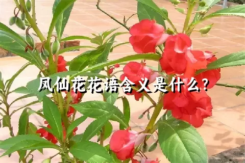 凤仙花花语含义是什么？