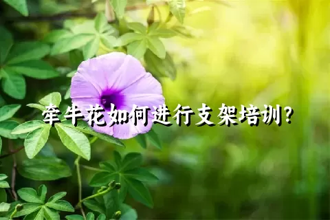 牵牛花如何进行支架培训？