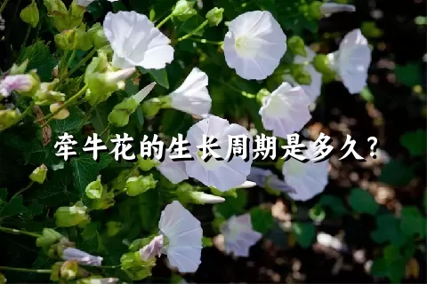 牵牛花的生长周期是多久？