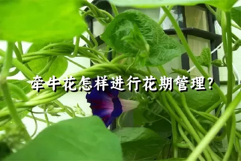 牵牛花怎样进行花期管理？