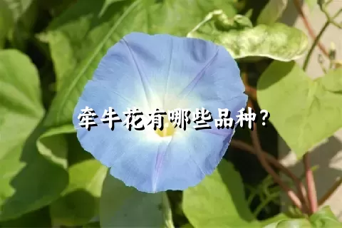 牵牛花有哪些品种？