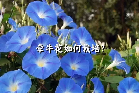 牵牛花如何栽培？