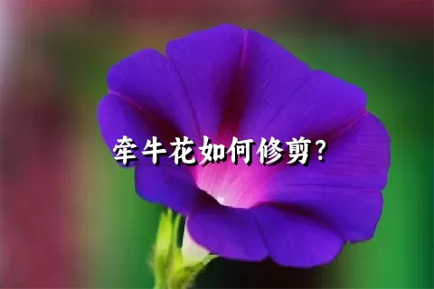 牵牛花如何修剪？