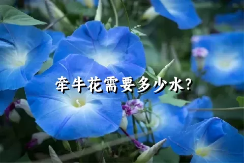 牵牛花需要多少水？