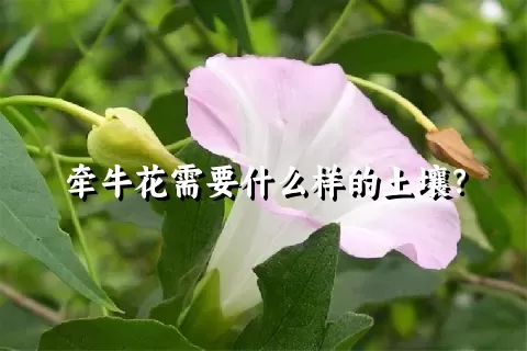 牵牛花需要什么样的土壤？