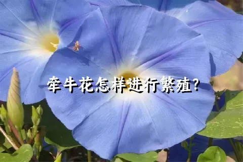 牵牛花怎样进行繁殖？