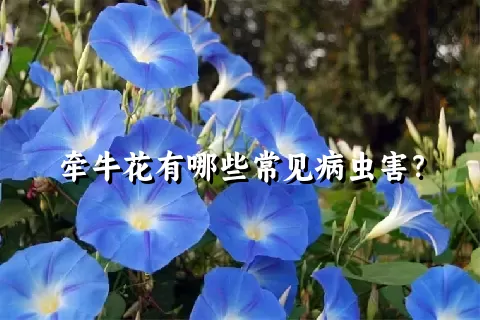 牵牛花有哪些常见病虫害？